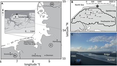 Molecular Traits of Dissolved Organic Matter in the Subterranean Estuary of a High-Energy Beach: Indications of Sources and Sinks